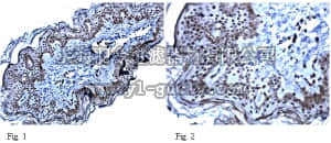 merck millipore,默克密理博,ABN16,Anti-GPR56 Antibody