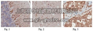 merck millipore,默克密理博,ABN176,Anti-ARPC3 Antibody