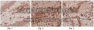 merck millipore,默克密理博,ABN182,Anti-CYP27B1 Antibody