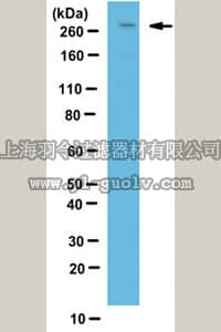 merck millipore,默克密理博,ABN187,Anti-LRRK2 Antibody