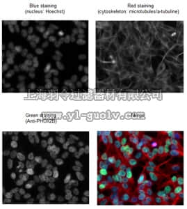 merck millipore,默克密理博,ABN191,Anti-Paired mesoderm homeobox protein 2B (PHOX2B) Antibody