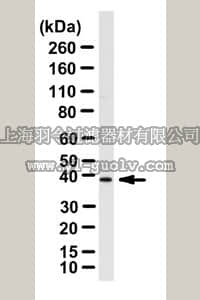 merck millipore,默克密理博,ABN192,Anti-ZFP36L1 Antibody