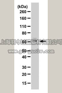 merck millipore,默克密理博,ABN201,Anti-CYP24A1 Antibody