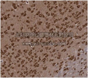 merck millipore,默克密理博,ABN203,Anti-GPR65 Antibody