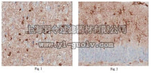 merck millipore,默克密理博,ABN204,Anti-MOB kinase activator 3B Antibody