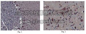 merck millipore,默克密理博,ABN207,Anti-DBN1 Antibody merck millipore,默克密理博,ABN207,Anti-DBN1 Antibody