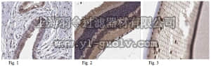 merck millipore,默克密理博,ABN209,Anti-TTC8 Antibody