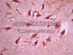 merck millipore,默克密理博,ABN20,Anti-Dopamine D(1A) Receptor Antibody