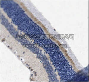 merck millipore,默克密理博,ABN212,Anti-PRCD Antibody