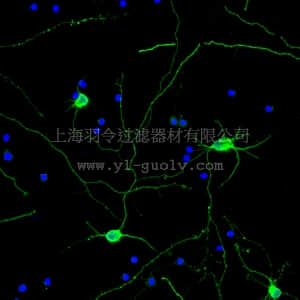 merck millipore,默克密理博,ABN2300A4,Neuro-Chrom™ Pan Neuronal Marker Antibody-Rabbit, Alexa488 conjugate