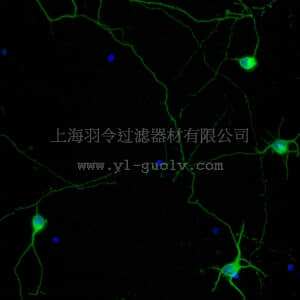 merck millipore,默克密理博,ABN2300B,Neuro-Chrom™ Pan Neuronal Marker Antibody-Rabbit, Biotin Conjugate