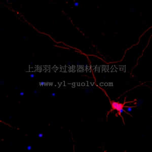 merck millipore,默克密理博,ABN2300C3,Neuro-Chrom™ Pan Neuronal Marker Antibody-Rabbit, Cy3 Conjugate