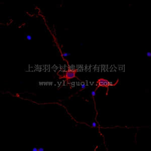 merck millipore,默克密理博,ABN2300,Neuro-Chrom™ Pan Neuronal Marker Antibody-Rabbit