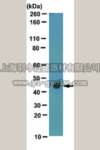 merck millipore,默克密理博,ABN23,Anti-mHUMMR Antibody