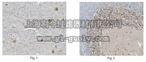 merck millipore,默克密理博,ABN241,Anti-GluR1 Antibody