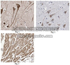 merck millipore,默克密理博,ABN253,Anti-PTGDS Antibody