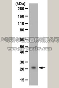 merck millipore,默克密理博,ABN254,Anti-BAALC Antibody