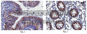 merck millipore,默克密理博,ABN256,Anti-DMBT1 Antibody