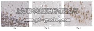 merck millipore,默克密理博,ABN257,Anti-NSG1 Antibody