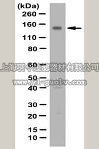 merck millipore,默克密理博,ABN258,Anti-ATP2B1 Antibody