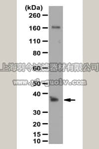 merck millipore,默克密理博,ABN261,Anti-POU6F1 Antibody