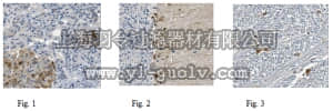 merck millipore,默克密理博,ABN262,Anti-Trypsin-3 Antibody
