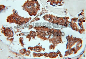 merck millipore,默克密理博,ABN265,Anti-SUMF2 Antibody