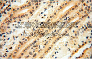 merck millipore,默克密理博,ABN267,Anti-IDH1 Antibody