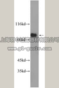 merck millipore,默克密理博,ABN269,Anti-SPATA7 Antibody