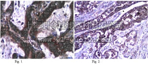 merck millipore,默克密理博,ABN26,Anti-iNOS/NOS II Antibody, NT