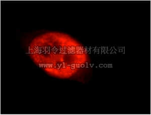 merck millipore,默克密理博,ABN271,Anti-TARDBP Antibody