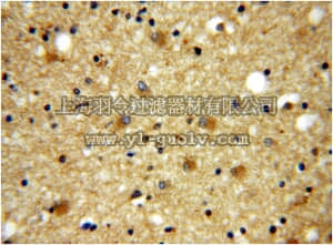 merck millipore,默克密理博,ABN272,Anti-GPRASP1 Antibody