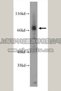 merck millipore,默克密理博,ABN273,Anti-SLC22A12 Antibody