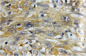 merck millipore,默克密理博,ABN274,Anti-MZB1 Antibody