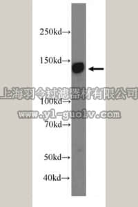 merck millipore,默克密理博,ABN275,Anti-AXL Antibody