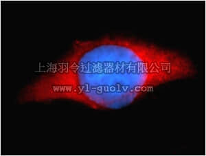 merck millipore,默克密理博,ABN277,Anti-TXN Antibody