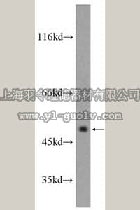 merck millipore,默克密理博,ABN279,Anti-CXCR7 Antibody