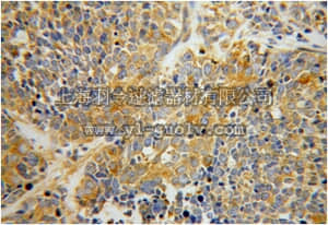 merck millipore,默克密理博,ABN280,Anti-SARS Antibody