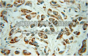 merck millipore,默克密理博,ABN281,Anti-CHRNA3 Antibody