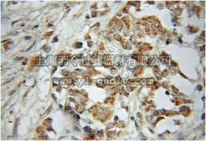 merck millipore,默克密理博,ABN282,Anti-PTGES2 Antibody merck millipore,默克密理博,ABN282,Anti-PTGES2 Antibody