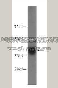 merck millipore,默克密理博,ABN283,Anti-FDPS Antibody