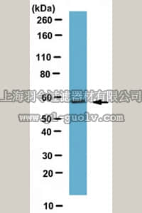 merck millipore,默克密理博,ABN288,Anti-FZR1 Antibody