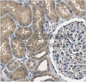 merck millipore,默克密理博,ABN290,Anti-APRT Antibody
