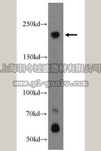 merck millipore,默克密理博,ABN291,Anti-Neuron navigator 1 Antibody