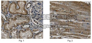 merck millipore,默克密理博,ABN292,Anti-DDAH2 Antibody