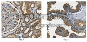 merck millipore,默克密理博,ABN294,Anti-Annexin A3 Antibody