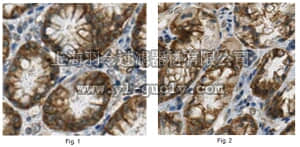 merck millipore,默克密理博,ABN295,Anti-GRPR Antibody