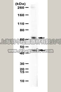 merck millipore,默克密理博,ABN297,Anti-Oxytocin receptor Antibody