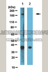 merck millipore,默克密理博,ABN299,Anti-triphospho-PER2 Antibody (Ser662/Ser665/Ser668)