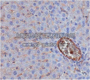merck millipore,默克密理博,ABN303,Anti-BMP2 Antibody
